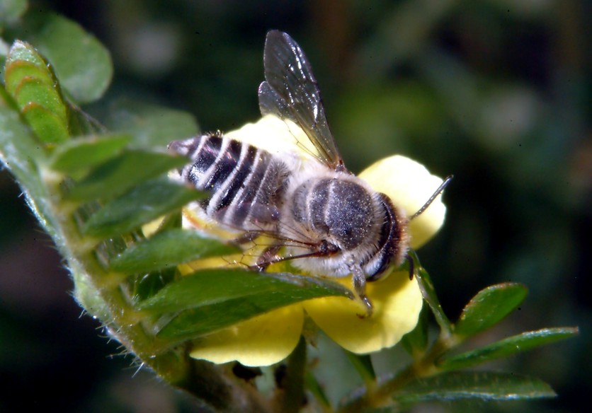 Farfalla e altri insetti